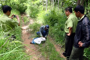 Bẫy, giết bò rừng, có bị tội?