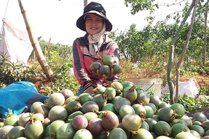 Giá chanh dây lao dốc vì phụ thuộc Trung Quốc