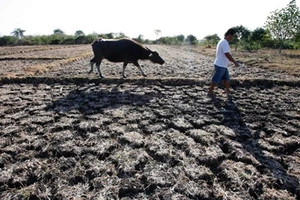 Miền Tây: Giữa tháng 4 mới có nước ngọt