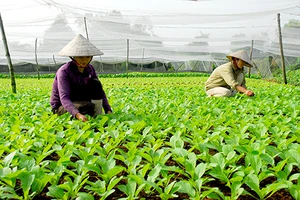 Nhân rộng các cơ sở sản xuất, kinh doanh thực phẩm an toàn