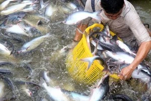 Trung Quốc ồ ạt mua cá tra, coi chừng ‘bẫy giá ảo’