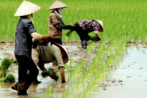 Quốc hội tán thành giảm đất trồng lúa gần 93.000 ha