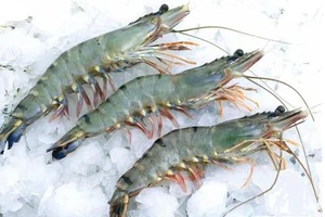 Trung Quốc nhập khẩu trở lại tôm sú Việt Nam 