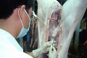 Heo âm tính với chất tạo nạc, vẫn chưa chắc ăn