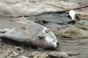 Cá chết nhiều ngày, vẫn mù mờ nguyên nhân