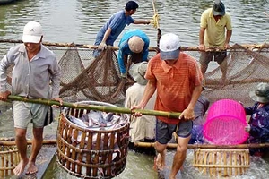 Để đại gia không ‘sớm nở tối tàn’