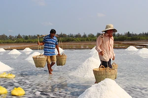 Cần Giờ: Làm muối kiểu gì cũng lỗ