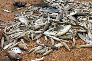 ‘Truy vết nơi thải độc giết cá không khó’