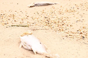 Phá hại môi trường: Phải xử nghiêm!