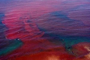 ‘Thủy triều đỏ’ không thể làm cá chết quy mô lớn