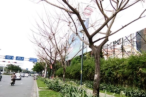 Sẽ xử nghiêm kẻ bức tử cây xanh