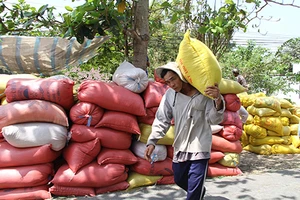 Thái Lan xả kho gạo khổng lồ, gạo Việt ‘nín thở’