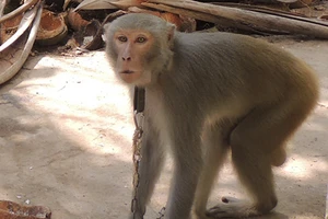 Rắc rối xử lý con khỉ nuôi sổng chuồng 