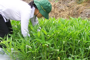 Hết thời người trồng rau bán riêng, rau ăn riêng?