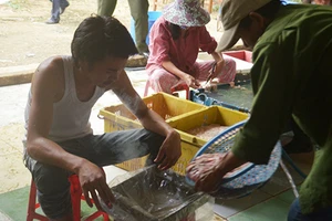 Truy tìm hóa chất tẩm vào nội tạng động vật