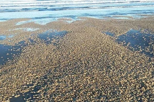 El Nino làm cá chết trắng Thái Bình Dương? 