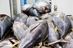 Cá ngừ Việt sang Mỹ phải đạt chứng nhận ‘an toàn cá heo’