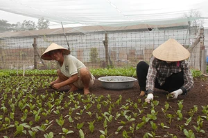 Người Sài Gòn gắn camera trồng rau sạch