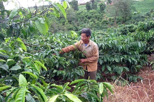 Trên 7.500 ha cà phê, tiêu… Tây Nguyên mất trắng