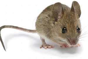 Bức xạ điện thoại gây ung thư ở chuột