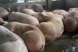 Heo ăn thuốc an thần: Bắt rồi lại trả về cho chủ, vì sao?