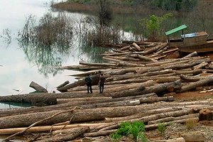 Kiểm lâm nổ súng bắt gỗ lậu, một kẻ phá rừng tử vong