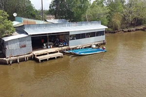 Bán tôm ghim đinh để hạ uy tín chủ vựa