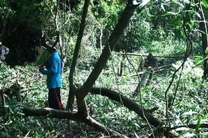 Phá 630 ha rừng tự nhiên để nuôi bò (?!)