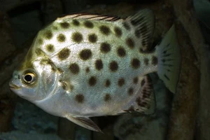 TP.HCM nhân giống thành công cá quý hiếm 