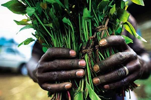 Bộ Công an đề nghị xem ‘lá khat’ là ma túy