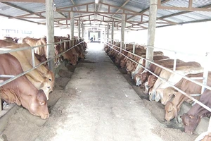 Nguy cơ mất hơn 400 triệu đồng thuế vì… sai chính tả 