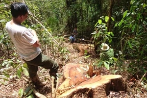 Truy bắt trùm phá rừng thủy điện Đồng Nai 5