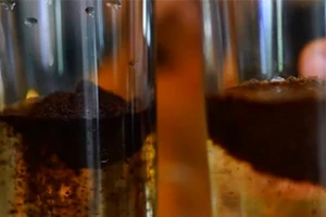 Phát hiện nhiều cà phê đểu, không có caffeine