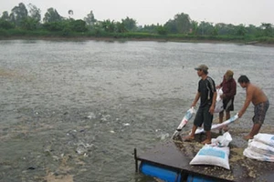 Làm rõ vụ cấp giấy chứng nhận hơn 800 sản phẩm thức ăn thủy sản
