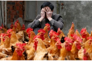 Không dám đưa gà Mỹ 'ra tòa' vì...sợ thất bại?