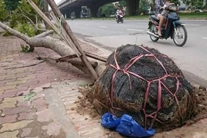 Hà Nội: Nêu tên các đơn vị trồng cây để nguyên bầu nylon