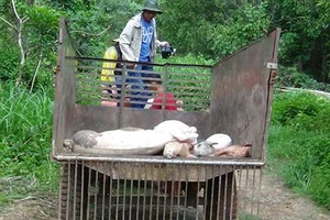 Đề nghị phạt nặng công ty Đài Loan vứt heo thối dọc sông Sài Gòn