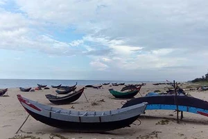 Chưa có kết luận về an toàn cá biển miền Trung