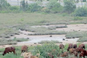 Đang chờ xét xử, chủ đầu tư xin tái khởi động dự án Metropolitan