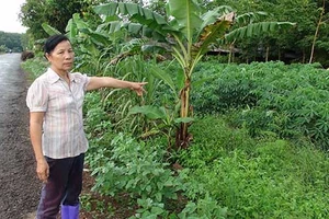 Vụ UBKT huyện ủy ‘tuyên án’ thay tòa: Tỉnh ủy Bình Phước sẽ vào cuộc làm rõ