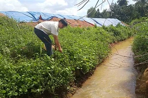 Dân tố ba công ty xử lý chất thải ở Đồng Nai gây ô nhiễm 