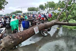 Cây xanh ngã đổ…do trời hay do người?