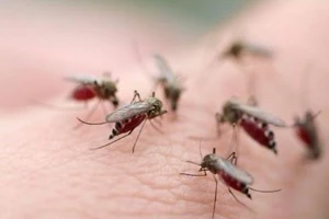 Phát hiện cùng lúc ba tác nhân gây bệnh do muỗi đốt