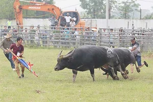 Lách luật để chọi trâu?