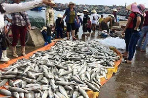 50 tấn cá chết ở Thanh Hóa là do tảo nở hoa