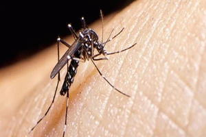 Một người không thể nhiễm Zika hai lần