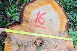 Hàng loạt cán bộ bị kỷ luật vì để rừng bị phá