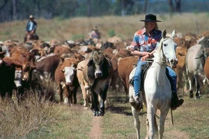 Người Việt sang Úc mua trang trại nuôi bò 