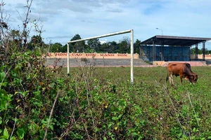 Sân vận động tiền tỉ dành để… thả bò