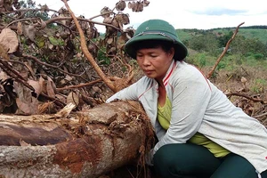 Chủ tịch UBND tỉnh Đắk Nông: ‘Công ty Long Sơn làm ẩu’
